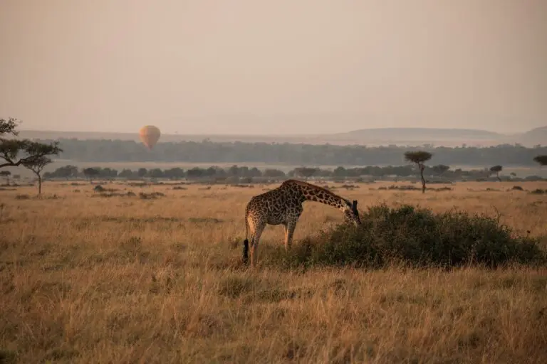 giraffe grazing in savanna with hot air balloon at sunrise